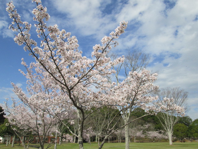 桜開花状況