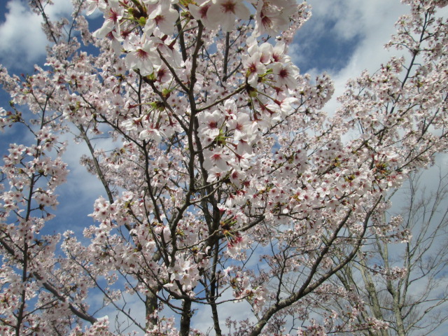 桜開花状況