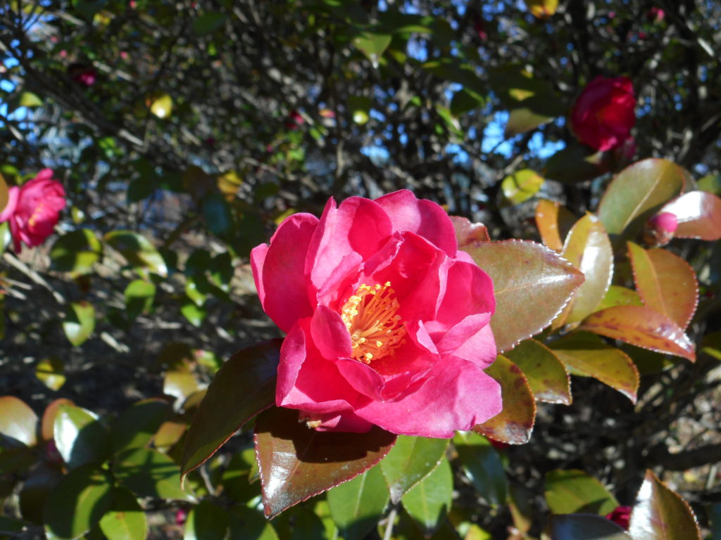 サザンカ 山茶花