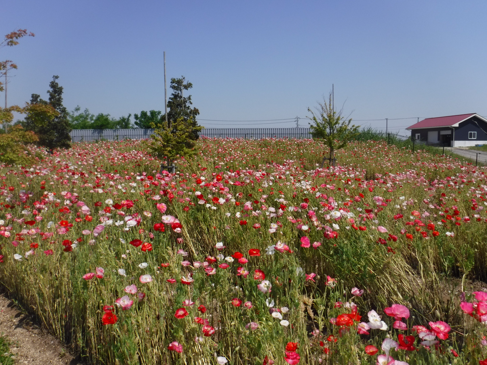 シャーレーポピーお花畑情報 おでかけナビ 名古屋と愛知の公園であそぼう