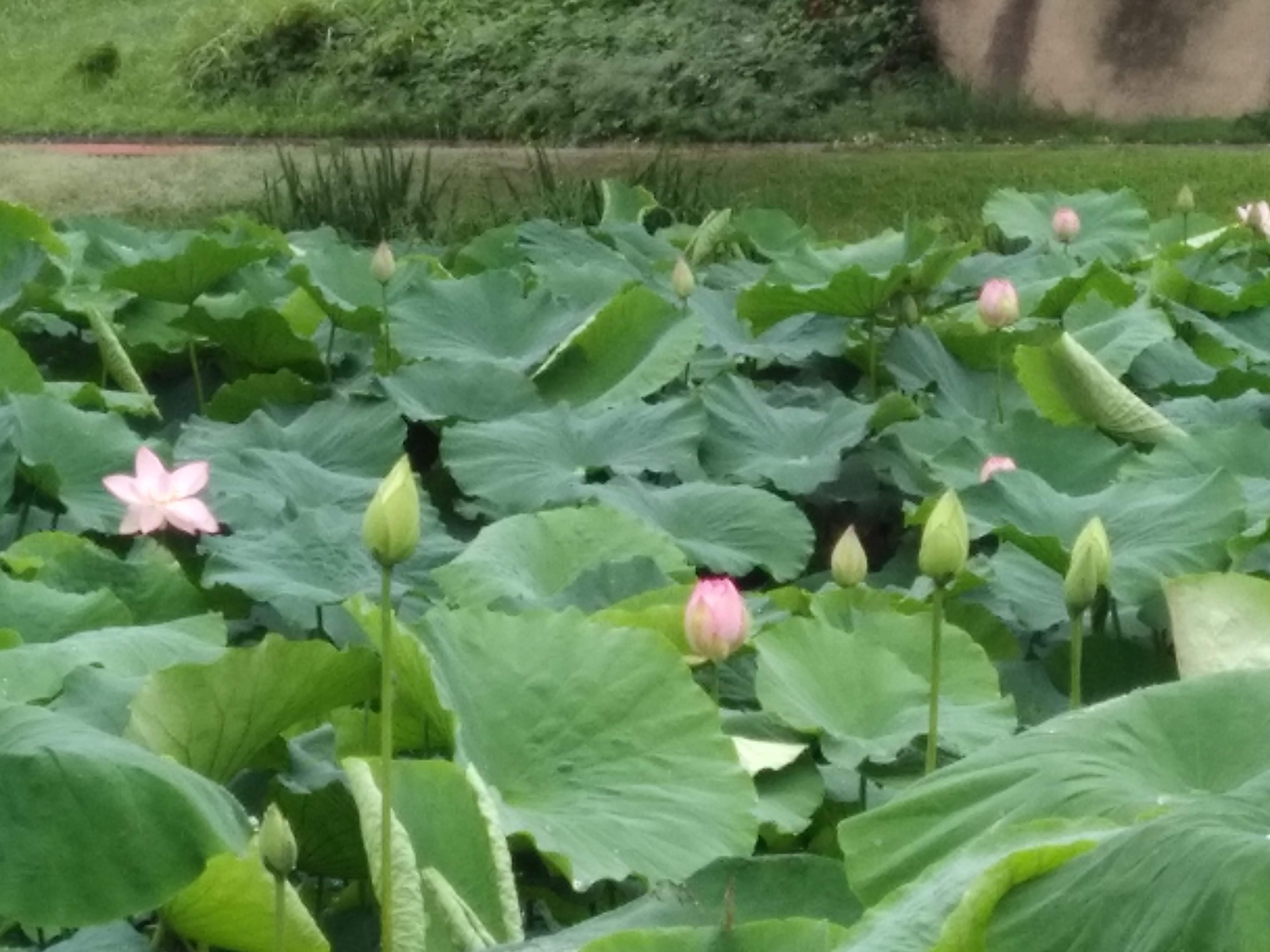 いのちの池のハスが咲き始めました おでかけナビ 名古屋と愛知の公園であそぼう