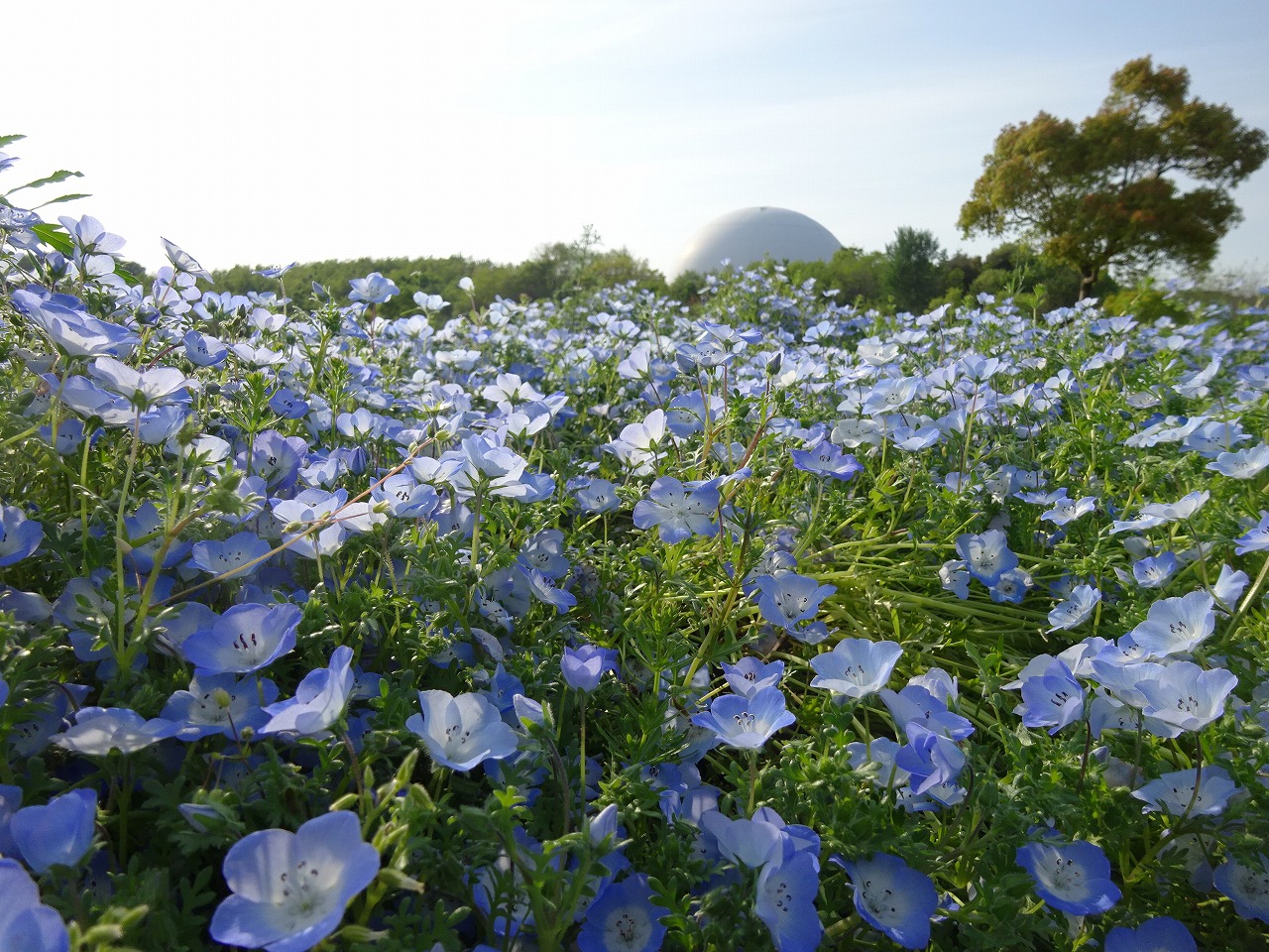 ネモフィラ おでかけナビ 名古屋と愛知の公園であそぼう