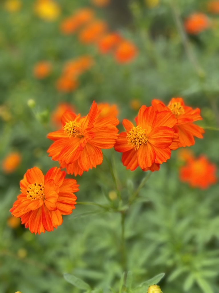 冬まで夜まで咲く!!アサガオ『hederifolia』種10粒 つら